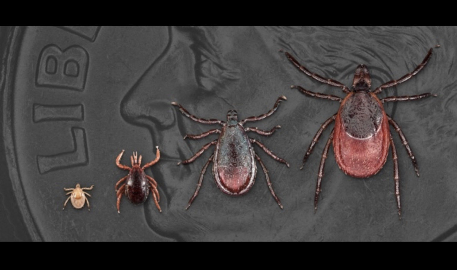 Signs and Symptoms of Untreated Lyme Disease Frontline ER Houston